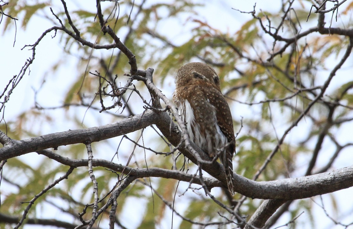 Northern Pygmy-Owl (Cape) - ML617378137