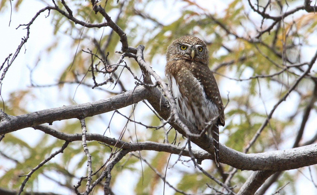 Northern Pygmy-Owl (Cape) - ML617378139