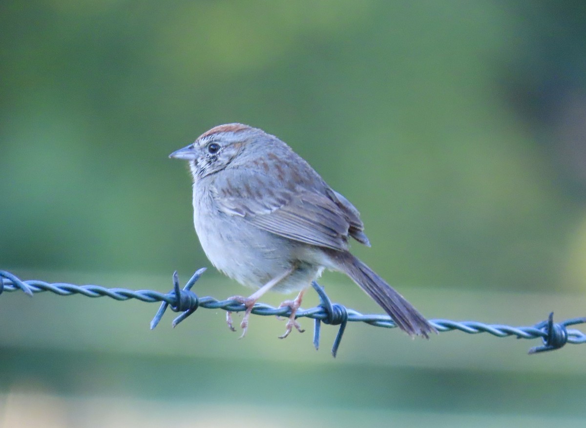 Rufous-crowned Sparrow - karen pinckard