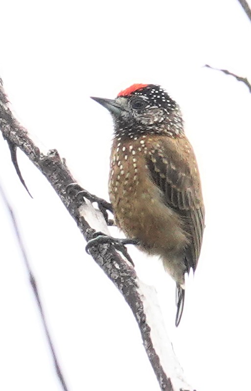 Spotted Piculet - ML617378148
