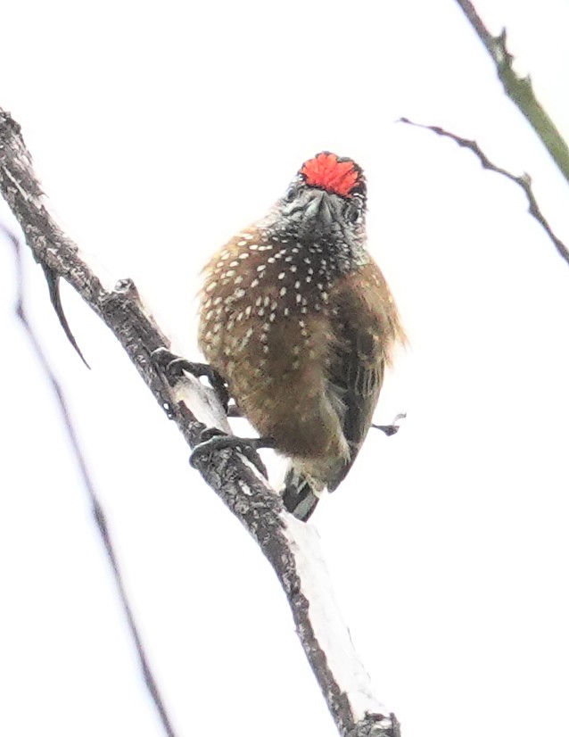Spotted Piculet - ML617378149