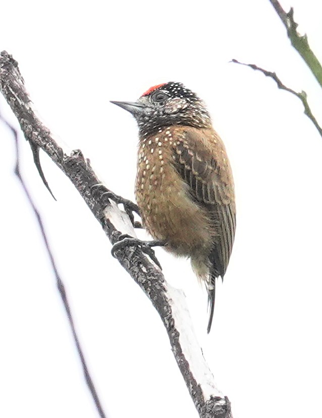 Spotted Piculet - ML617378150