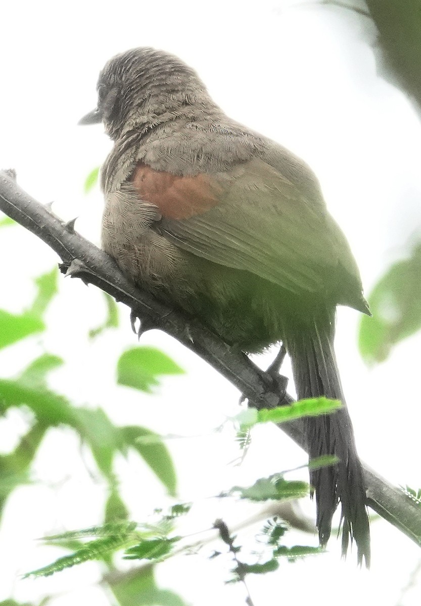 Red-shouldered Spinetail - ML617378179