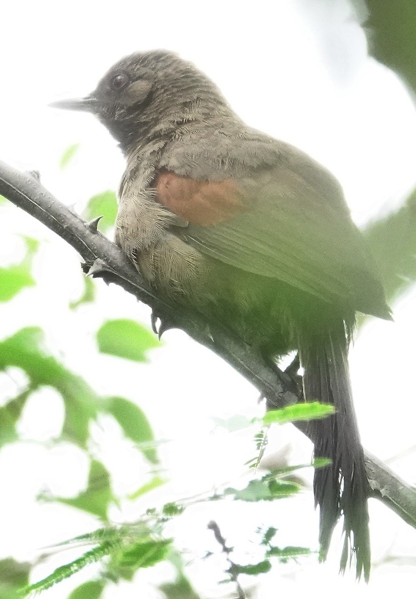 Red-shouldered Spinetail - ML617378180