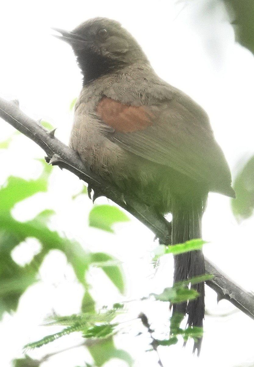 Red-shouldered Spinetail - ML617378181