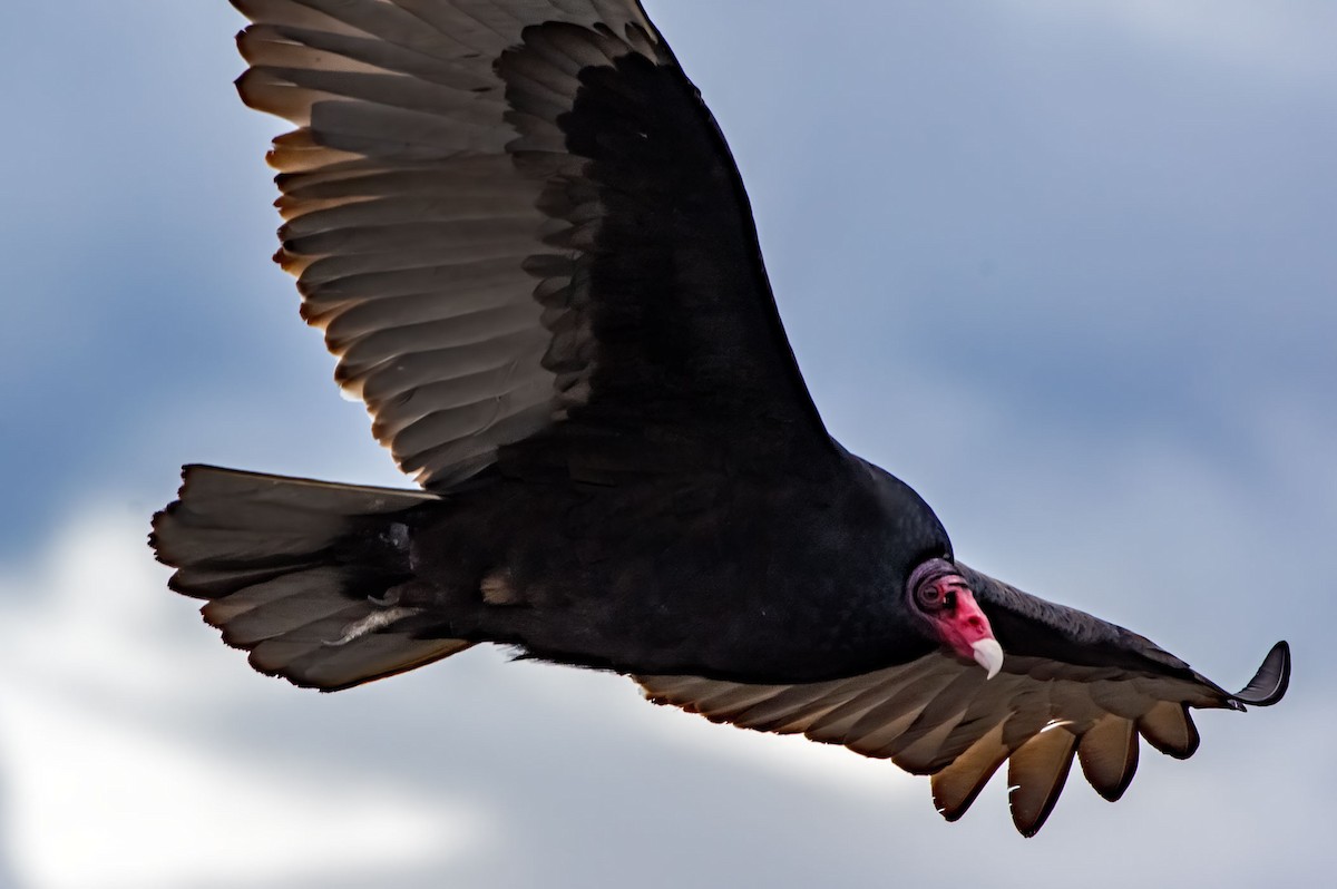 Turkey Vulture - Phil Kahler