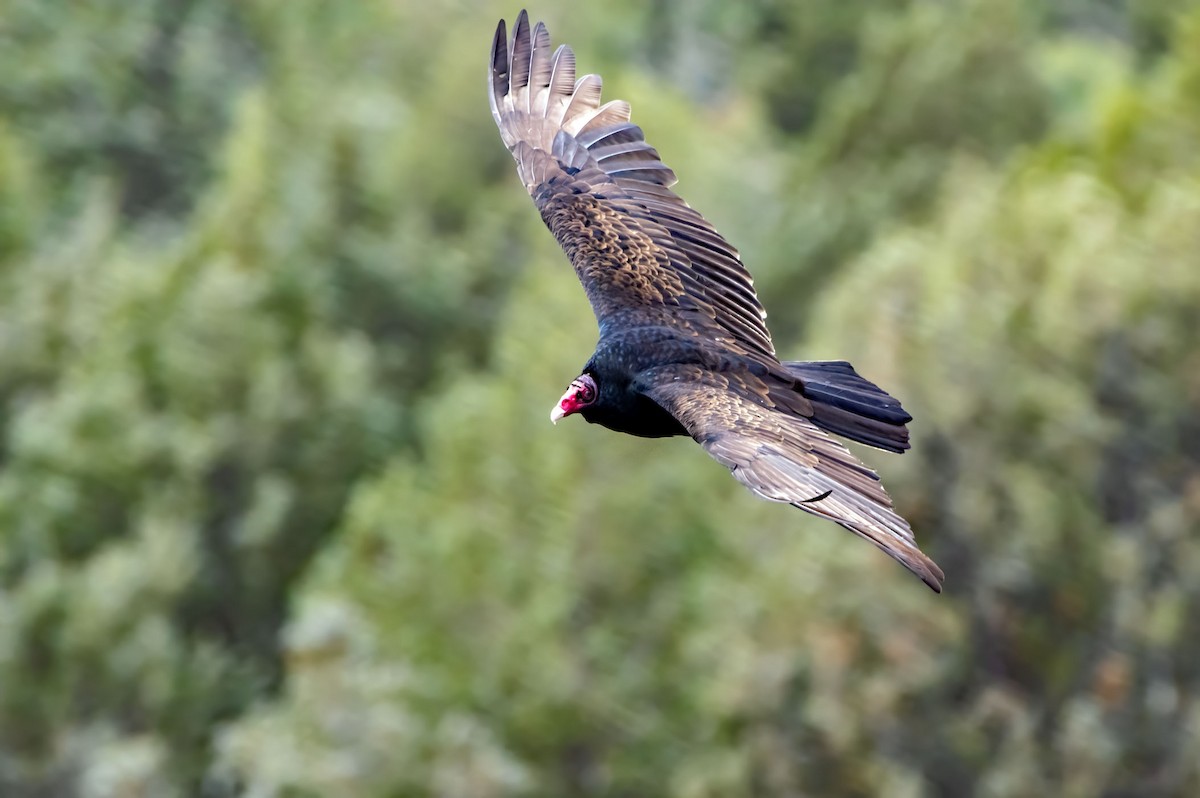 Turkey Vulture - ML617378190