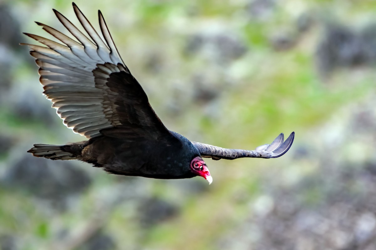 Turkey Vulture - ML617378191
