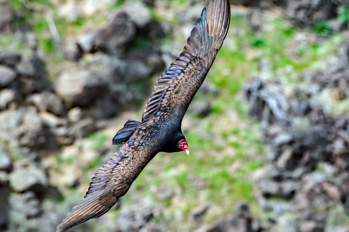 Turkey Vulture - ML617378193