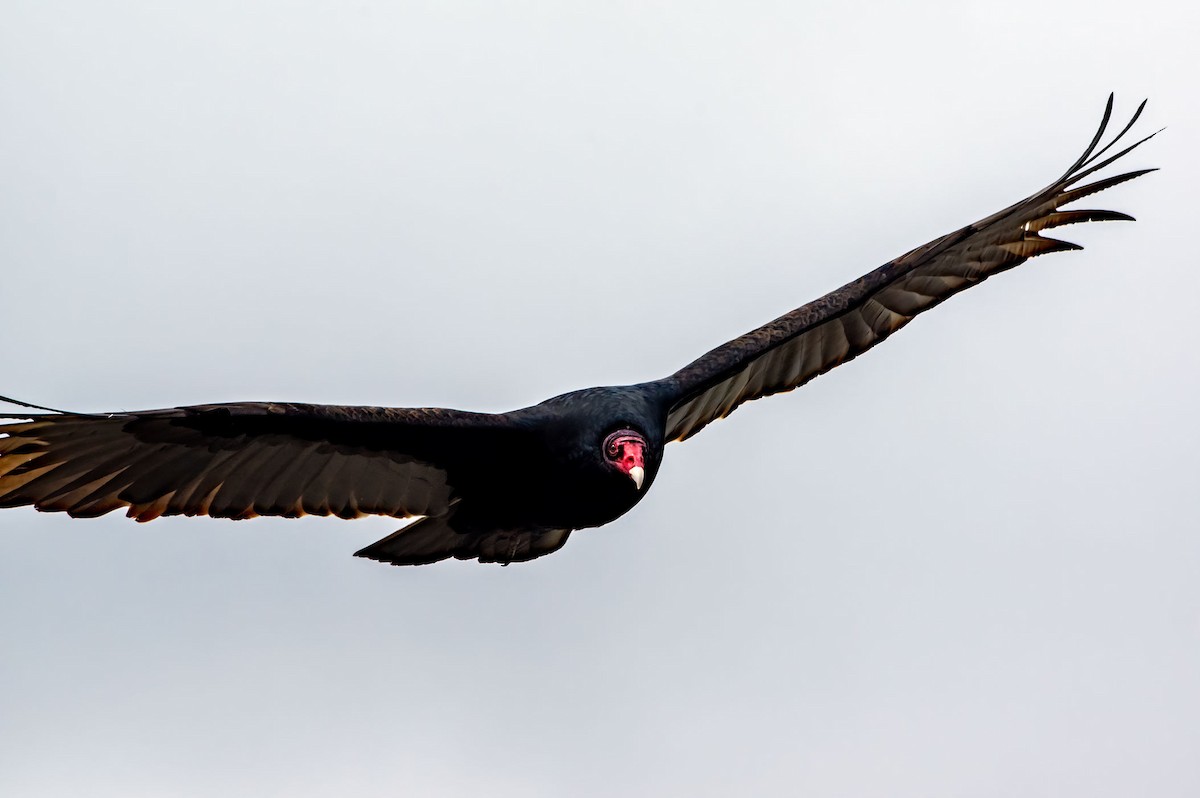 Turkey Vulture - ML617378194