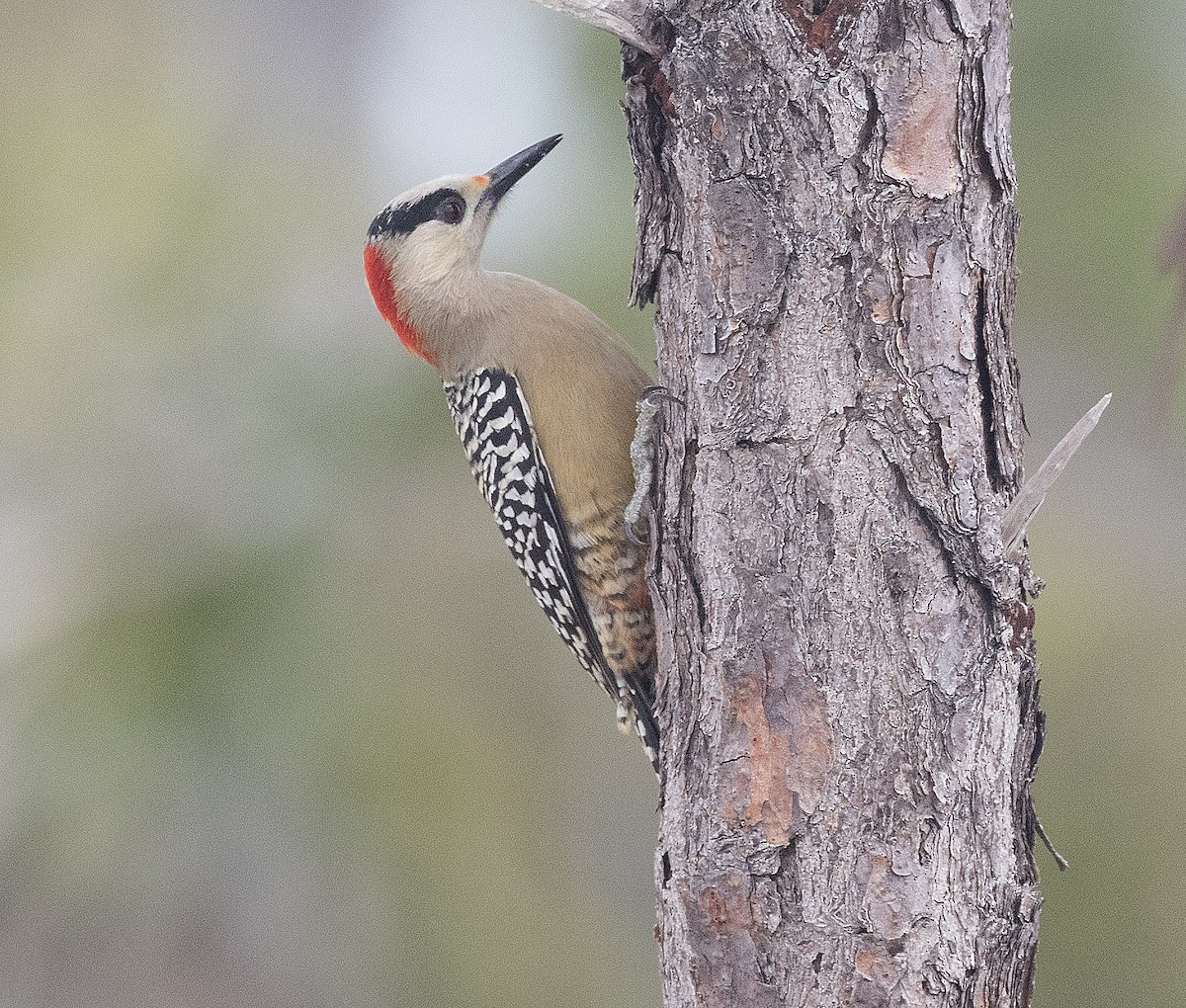 West Indian Woodpecker - ML617378208