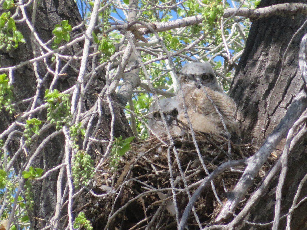 Great Horned Owl - ML617378219