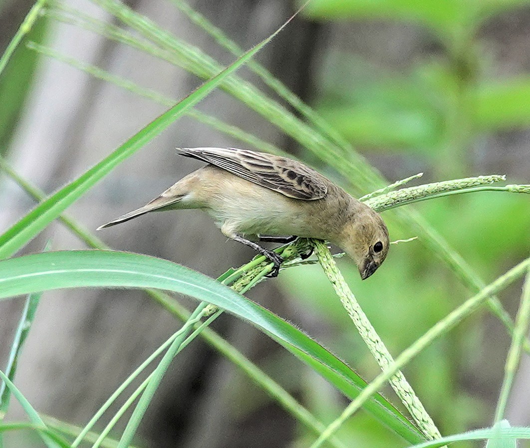 White-throated Seedeater - ML617378308