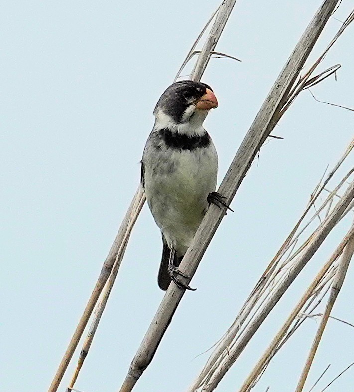 White-throated Seedeater - ML617378309