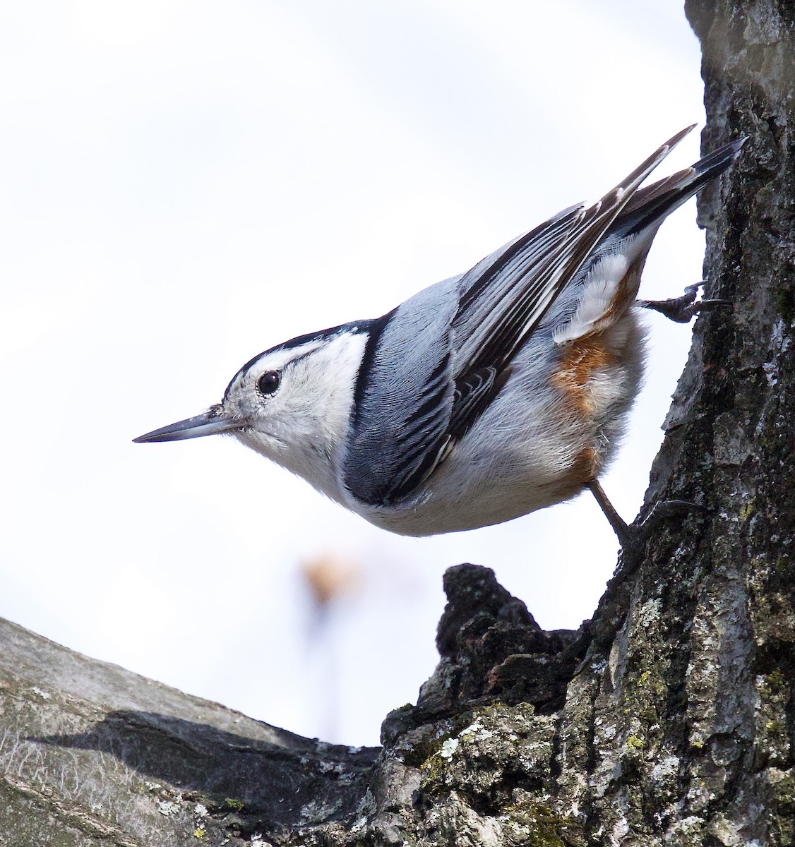 White-breasted Nuthatch - Michael Yellin