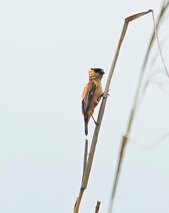 Copper Seedeater - ML617378333