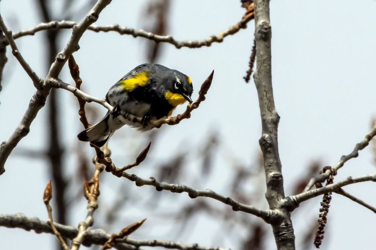 Yellow-rumped Warbler (Audubon's) - ML617378336