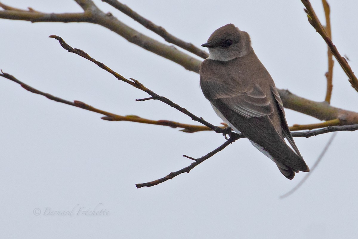 Northern Rough-winged Swallow - ML617378373