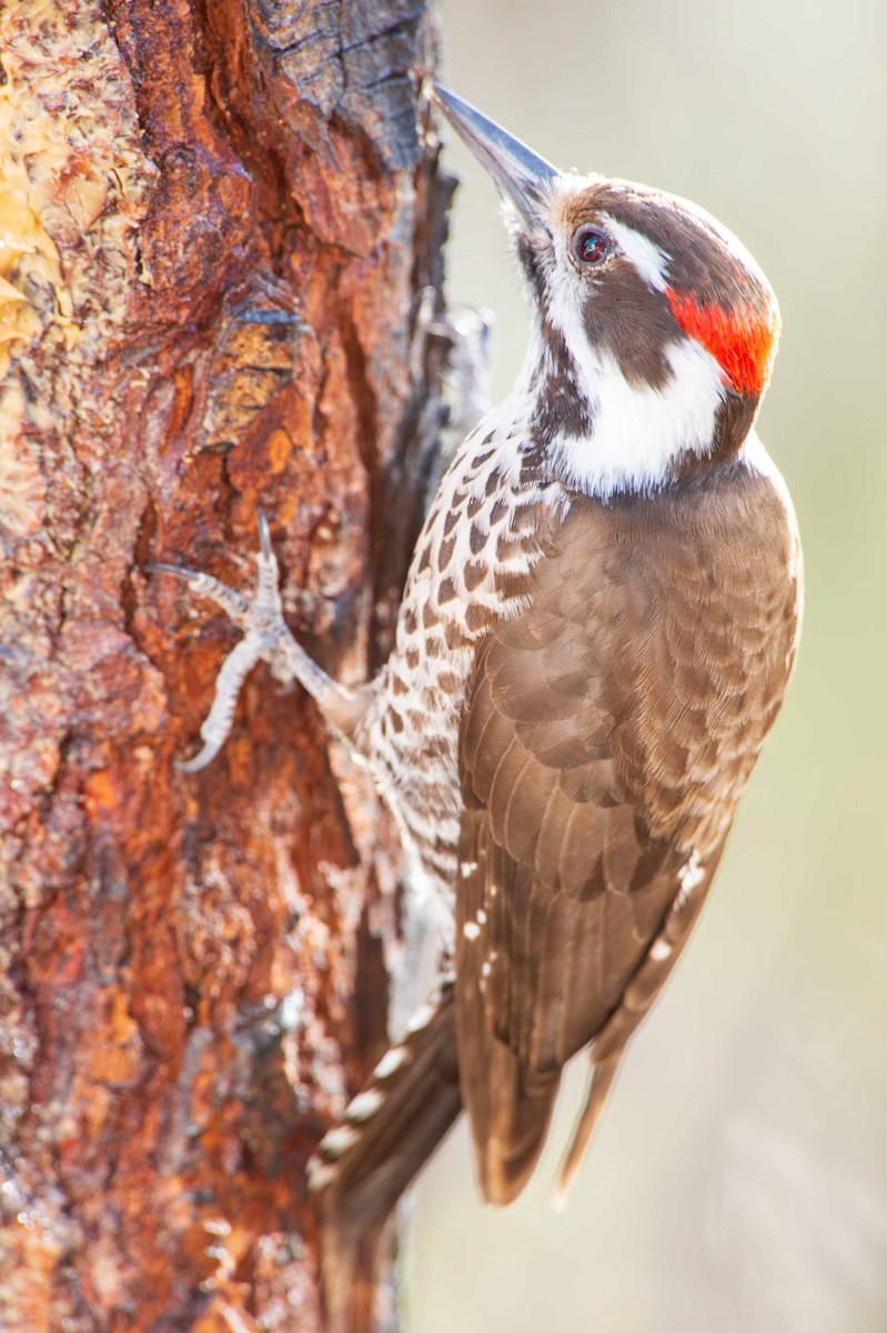 Arizona Woodpecker - ML617378374