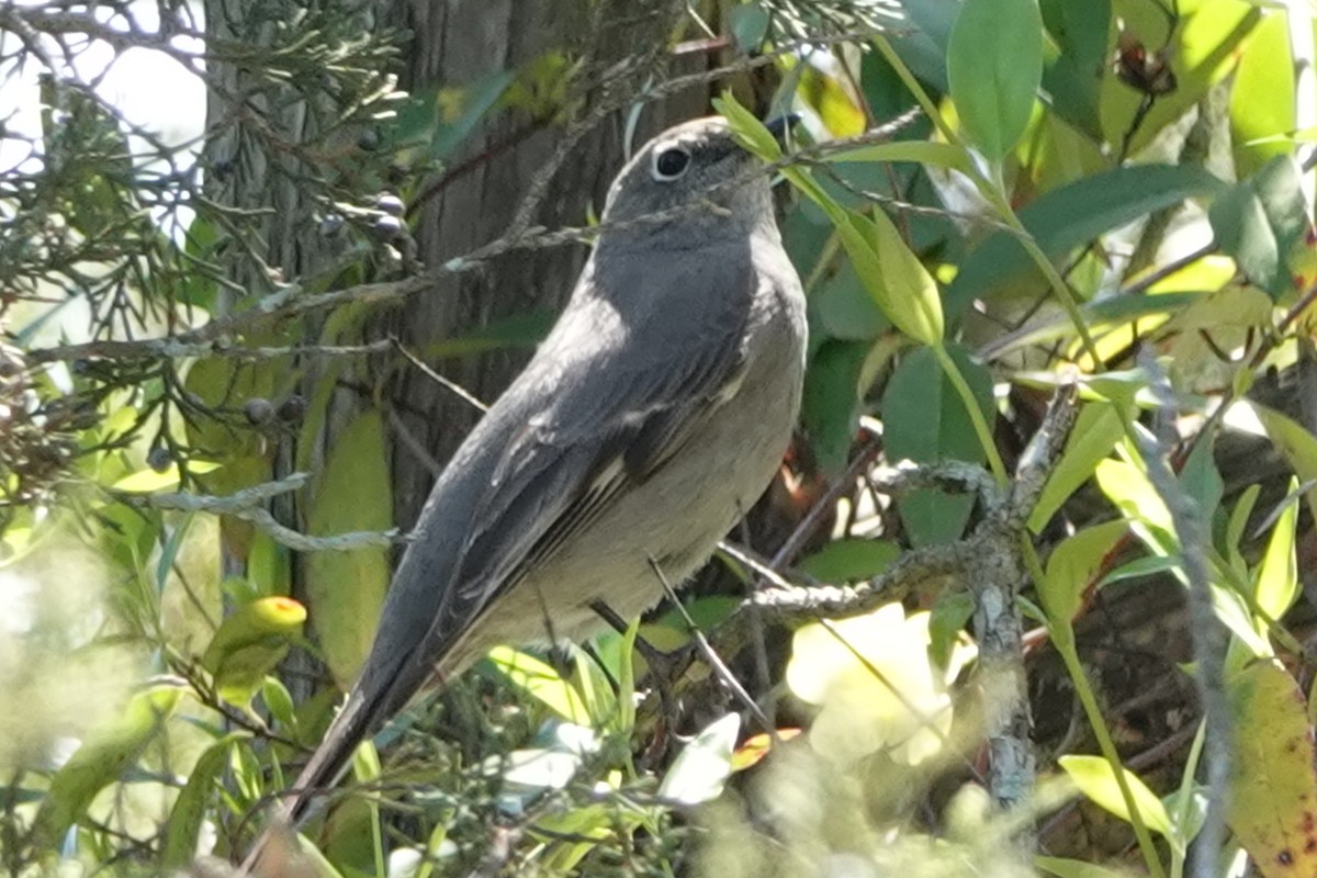 Townsend's Solitaire - ML617378379