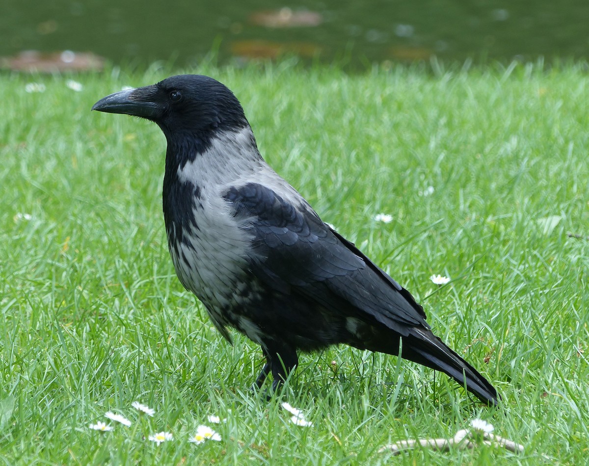 Carrion x Hooded Crow (hybrid) - ML617378394
