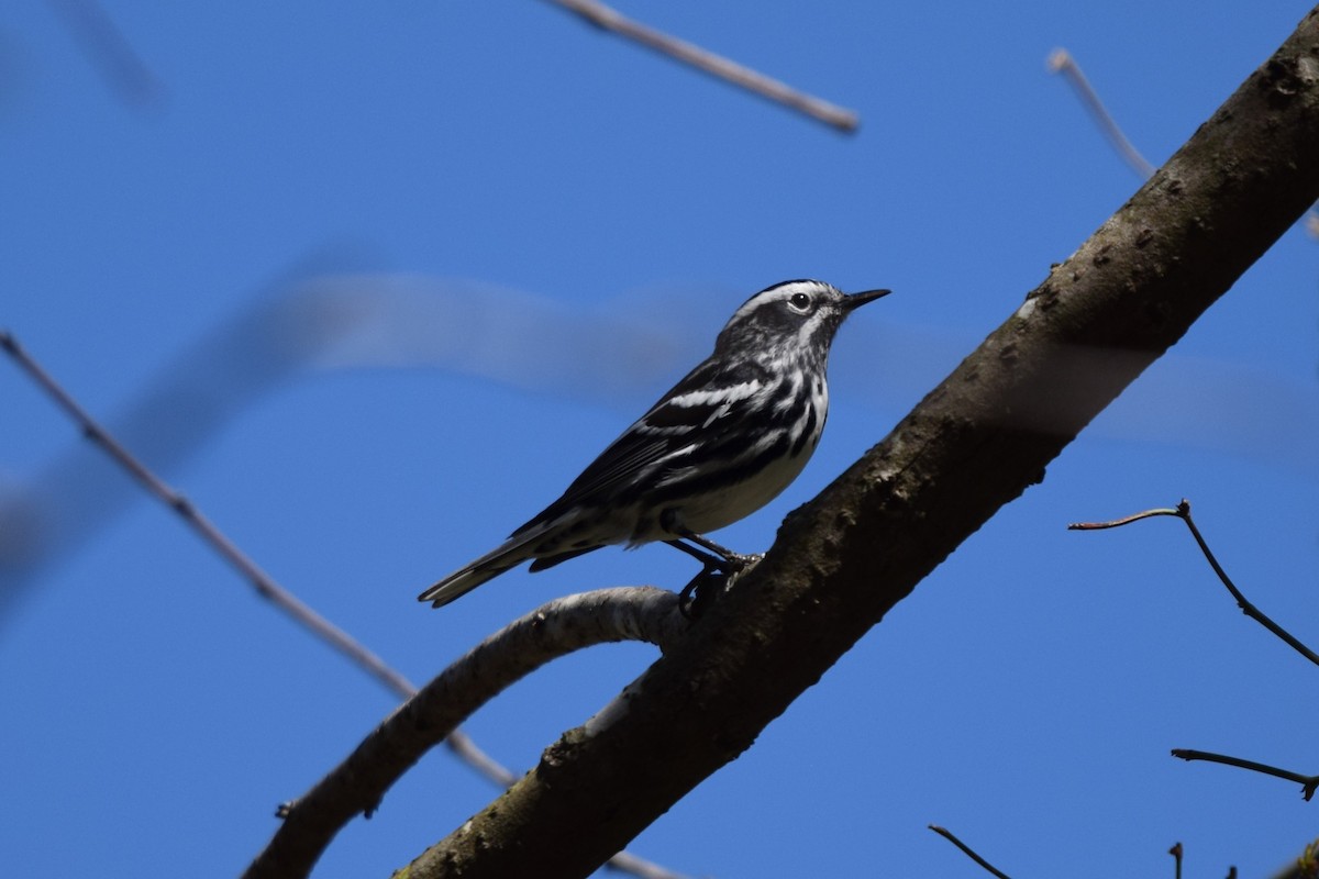 Black-and-white Warbler - ML617378525