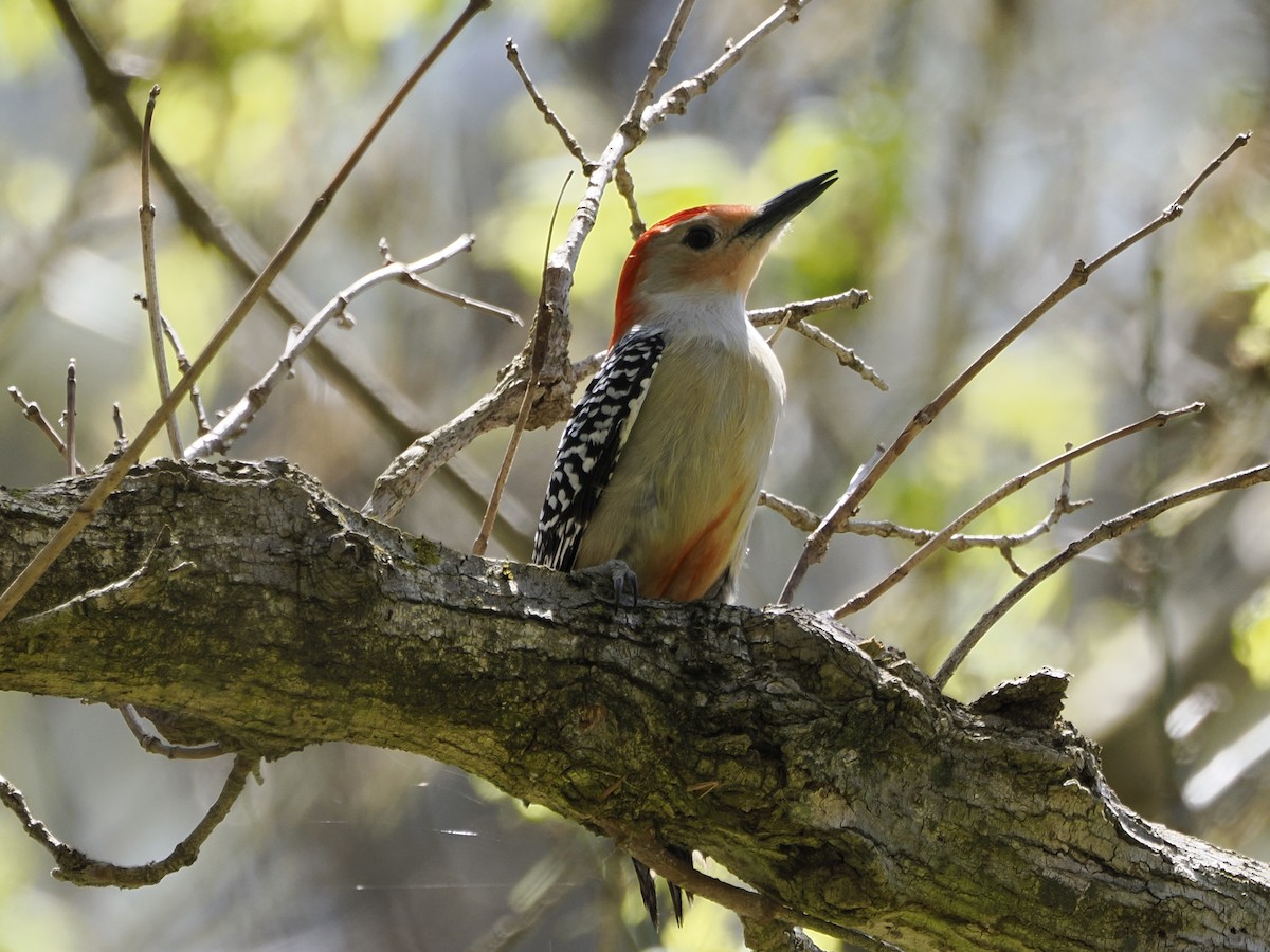 Red-bellied Woodpecker - ML617378538