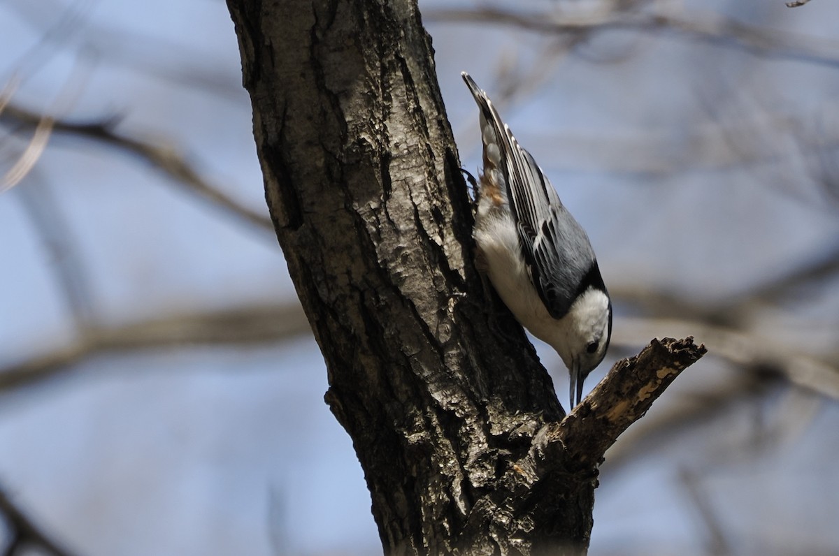 White-breasted Nuthatch - ML617378594
