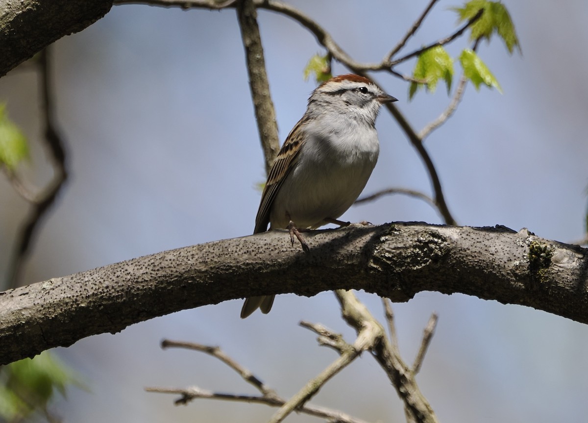 Chipping Sparrow - Michelle Herrmann