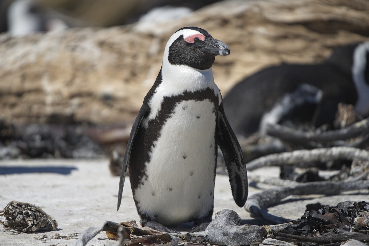 Pingüino de El Cabo - ML617378651