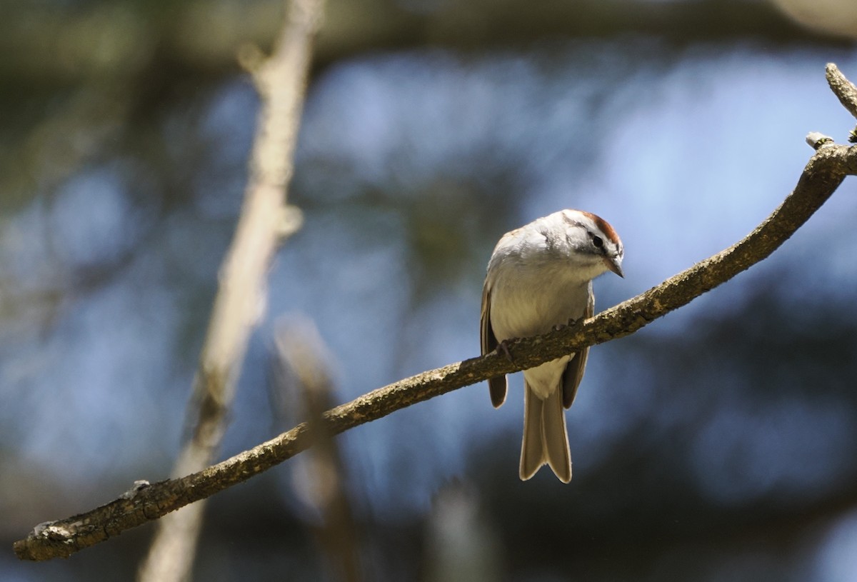 Chipping Sparrow - ML617378727