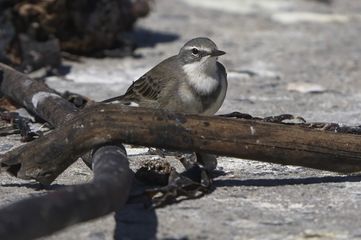 Cape Wagtail - ML617378738
