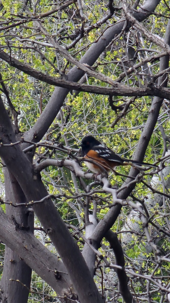 Spotted Towhee - ML617378739
