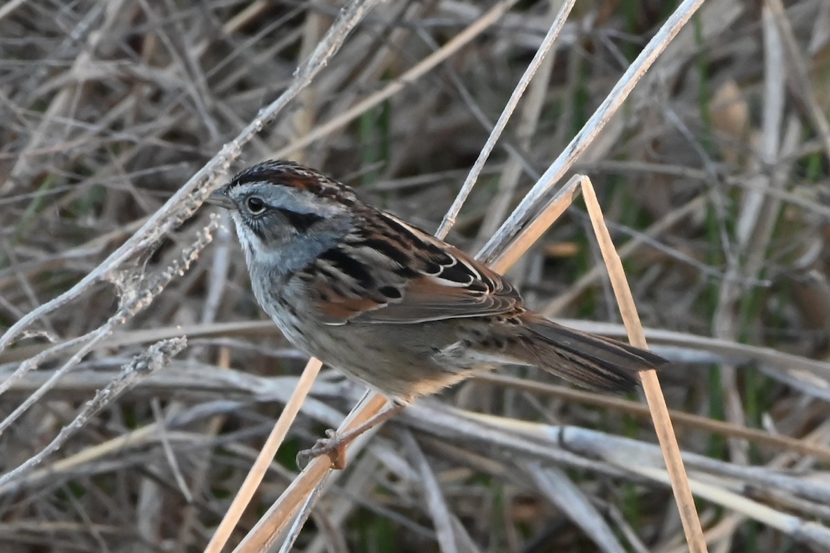 Swamp Sparrow - ML617378777