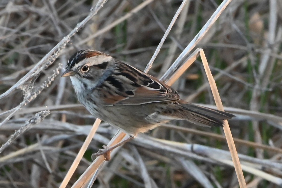 Swamp Sparrow - ML617378778