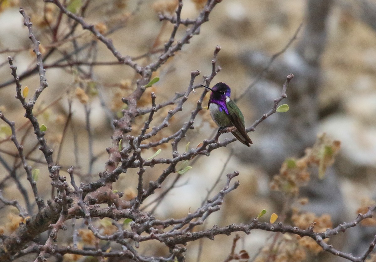 Costa's Hummingbird - ML617378815