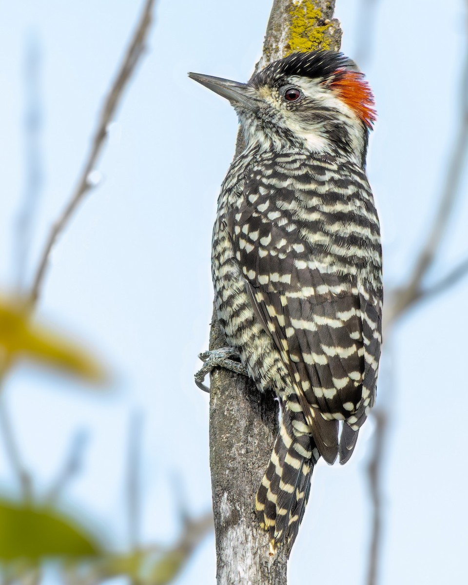 Striped Woodpecker - Pvblo Maldo