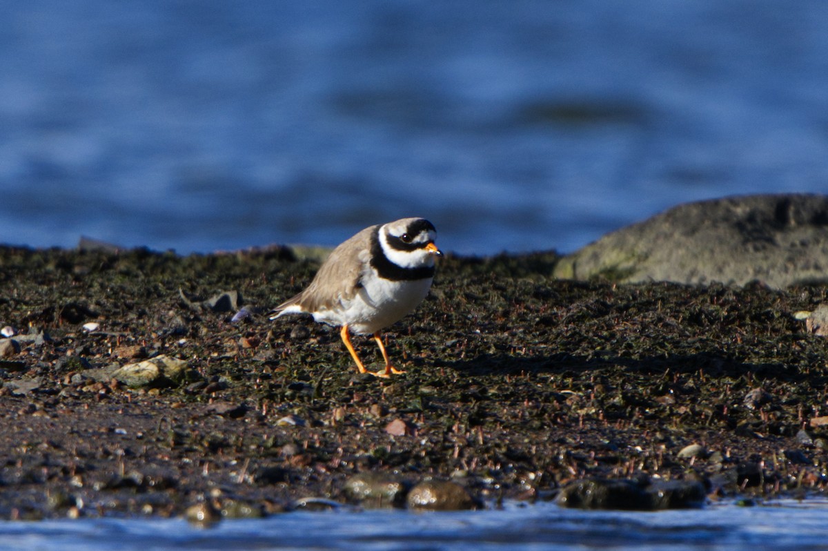 Common Ringed Plover - ML617378972
