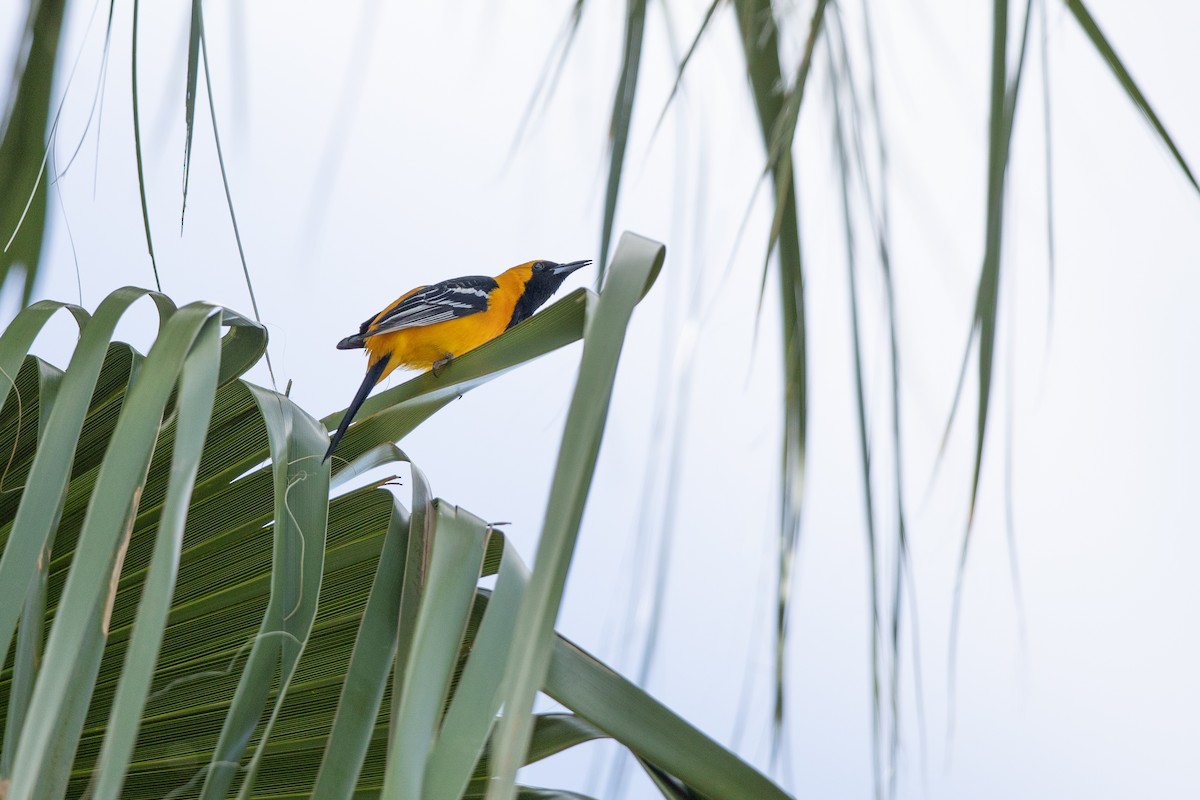 Hooded Oriole (nelsoni Group) - ML617378982
