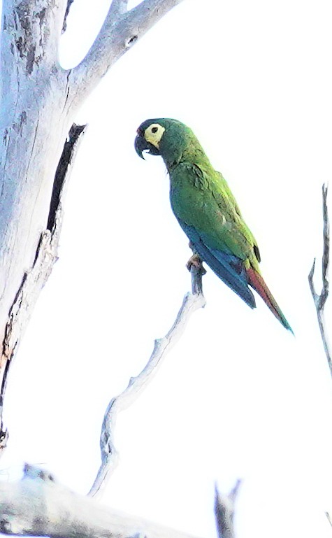 Blue-winged Macaw - Joey Kellner
