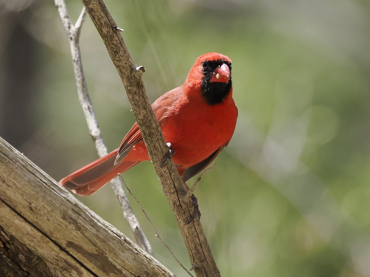 Cardinal rouge - ML617379059