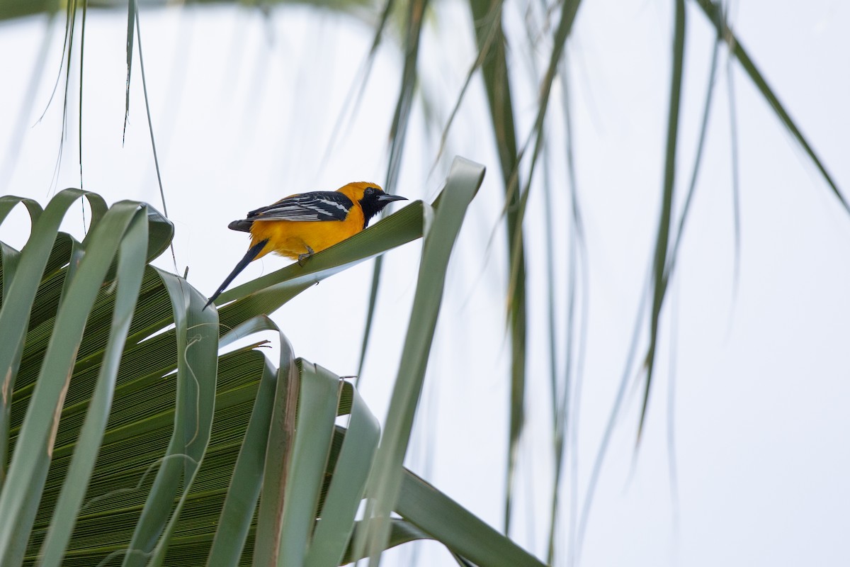 Hooded Oriole (nelsoni Group) - ML617379062