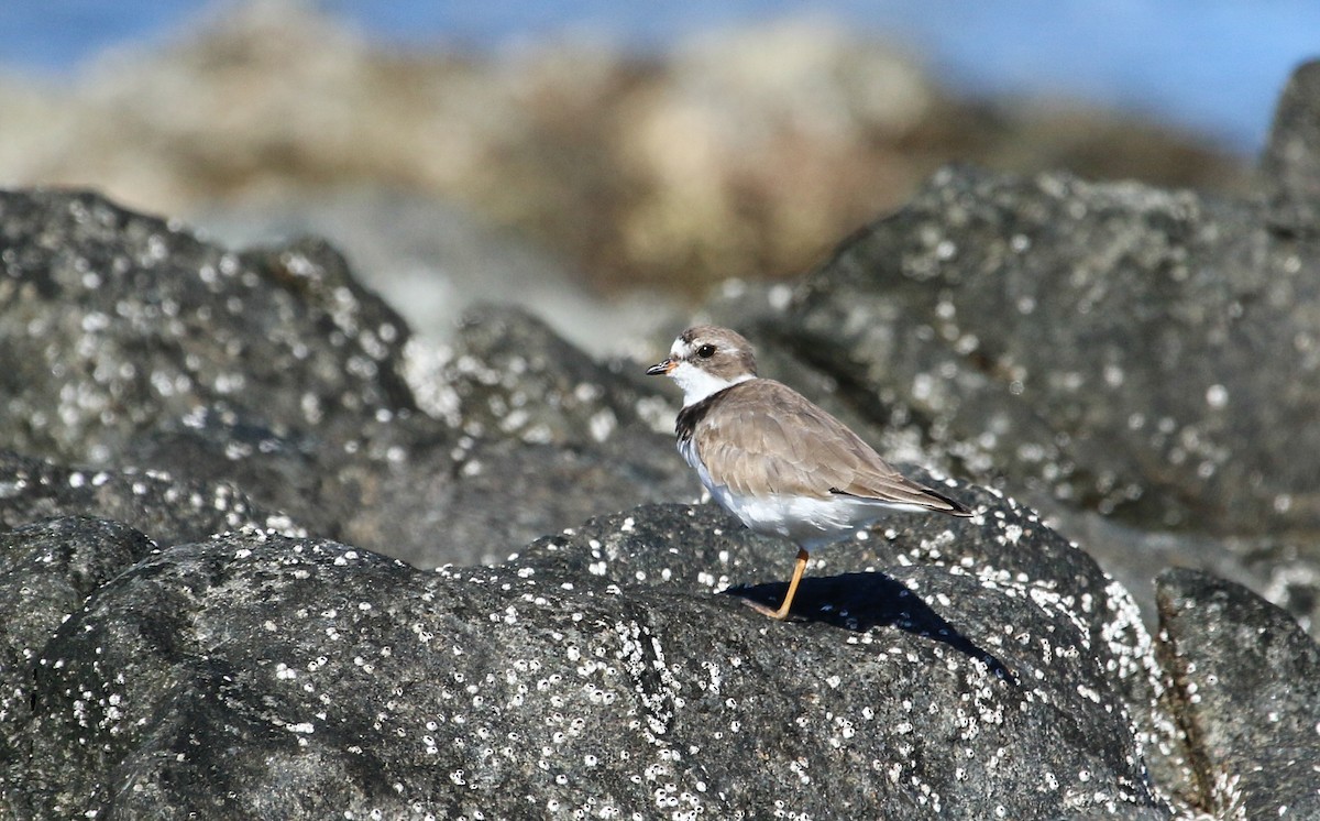 Semipalmated Plover - ML617379122