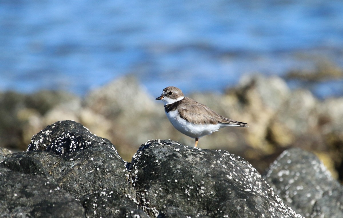 Semipalmated Plover - ML617379130