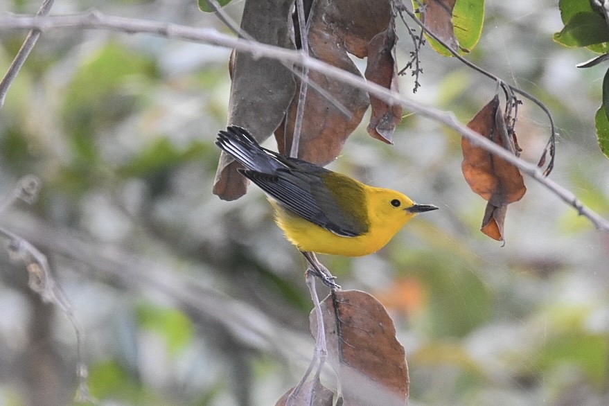 Prothonotary Warbler - ML617379170