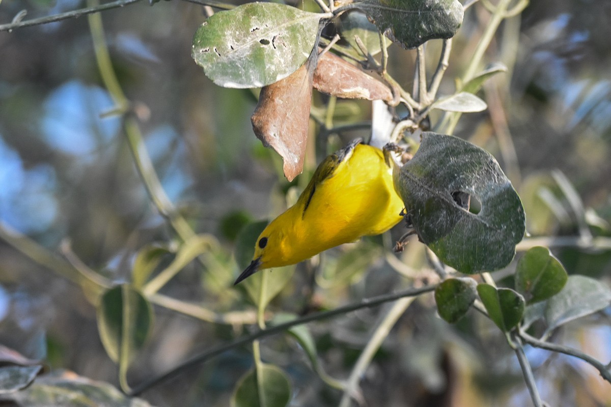 Prothonotary Warbler - ML617379171