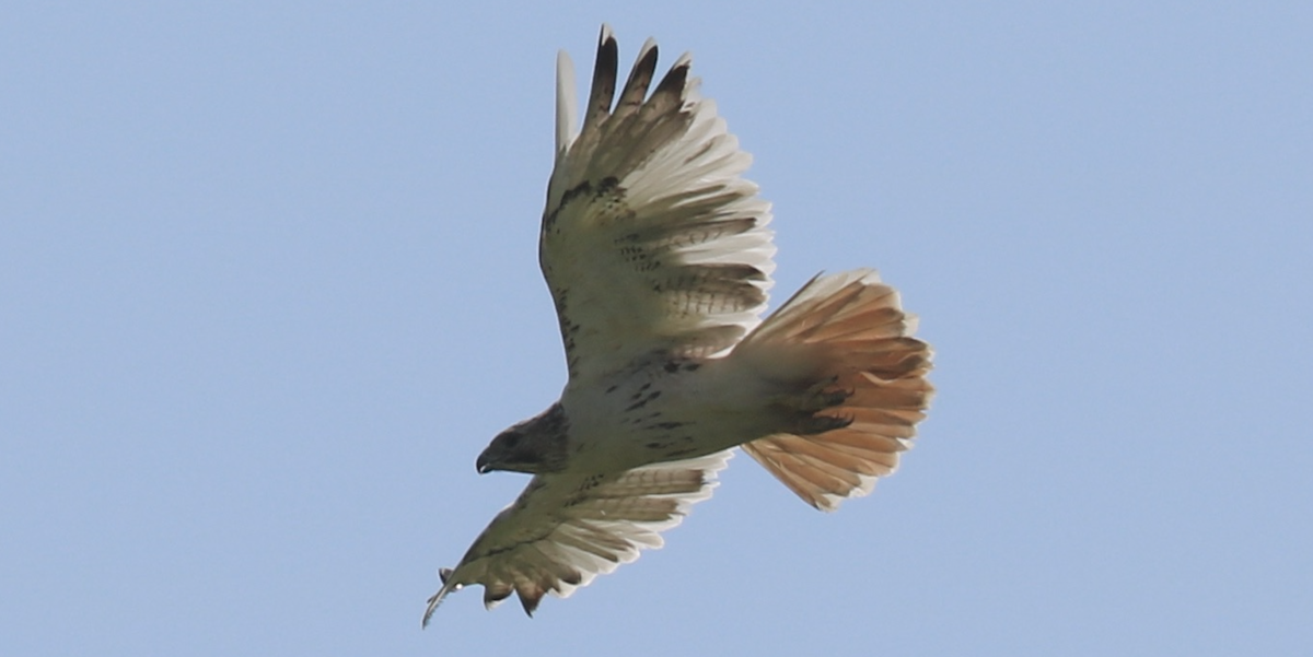 Red-tailed Hawk (borealis) - James Wheat
