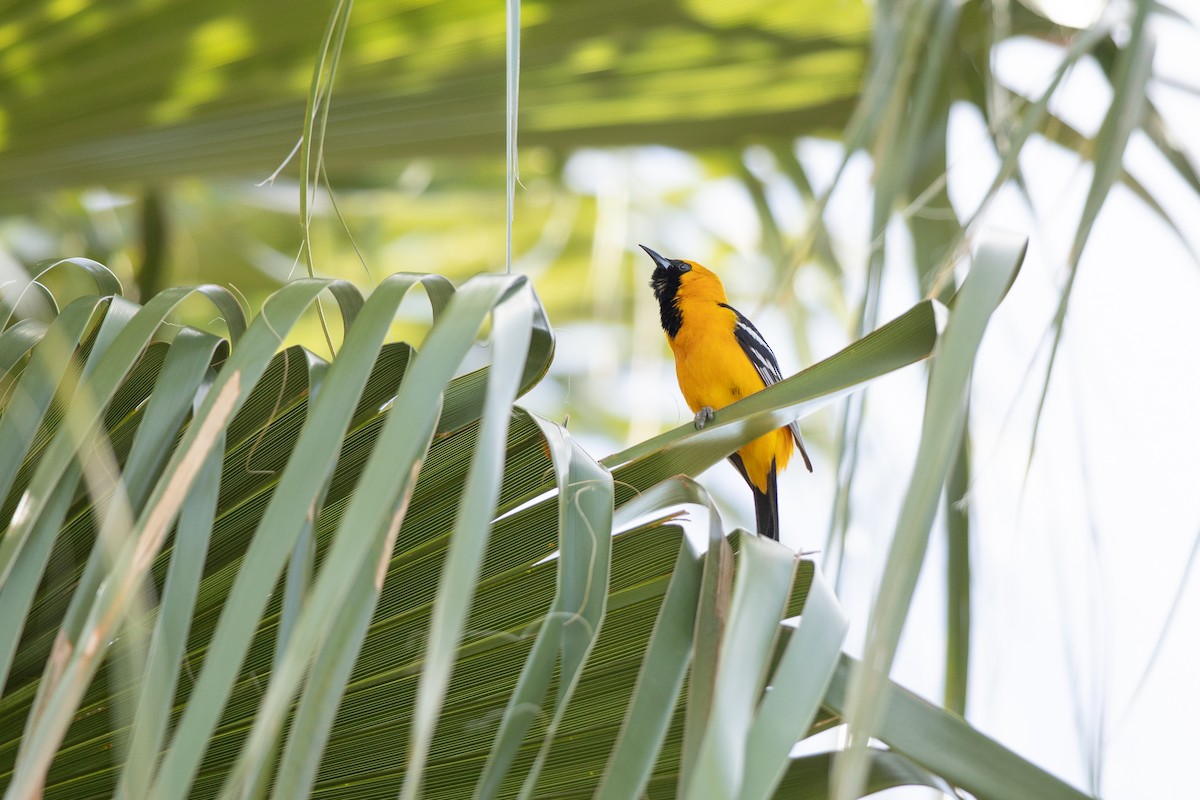 Hooded Oriole (nelsoni Group) - ML617379258