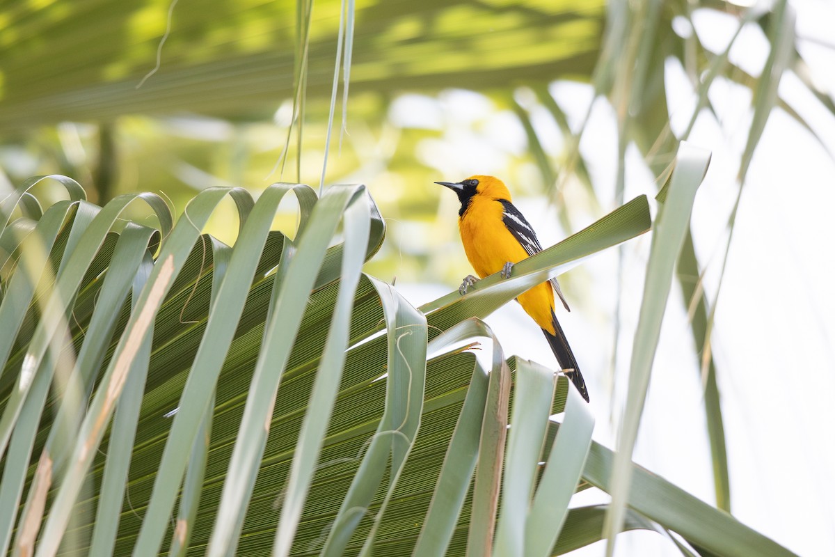 Hooded Oriole (nelsoni Group) - ML617379352