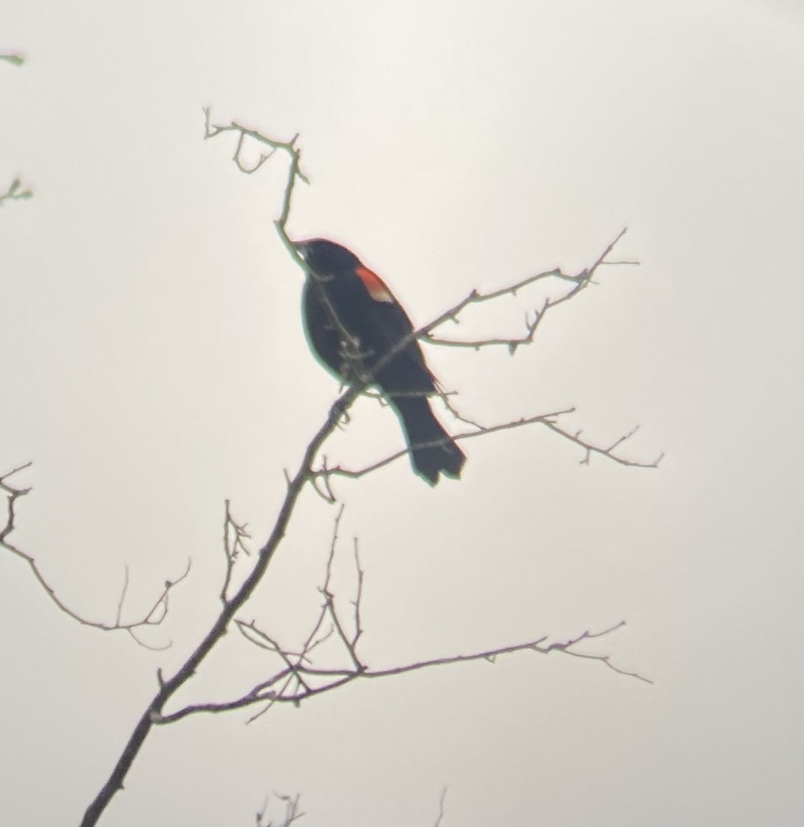 Red-winged Blackbird - ML617379455
